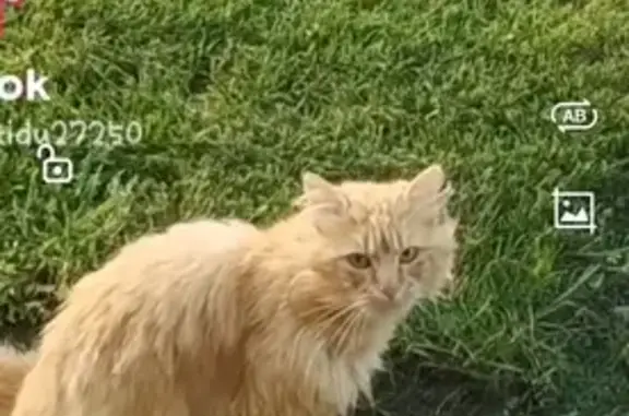 Chat trouvé , photo: Chat mâle craintif trouvé à Chéronvilliers
