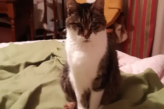 Animaux perdus Le Croisic, photo: Chat tigré perdu - Le Croisic