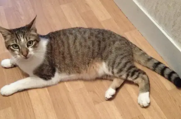Animaux perdus Châteauroux, photo: Ades, chat tigré/blanc, œil blanc
