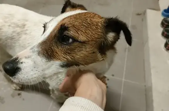 Chien trouvé , photo: Chien Jack Russel trouvé à Beaufou