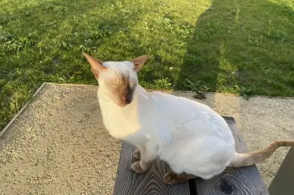 Animaux perdus Chessy, photo: Chat siamois perdu à Chessy