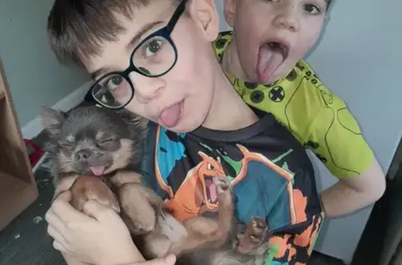 Lost Chihuahua: Brown/Beige, Last Seen B12!