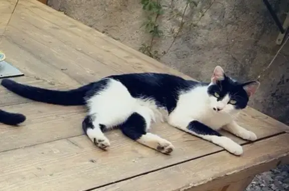 Chat perdu, , photo: Chatte noire et blanche perdue
