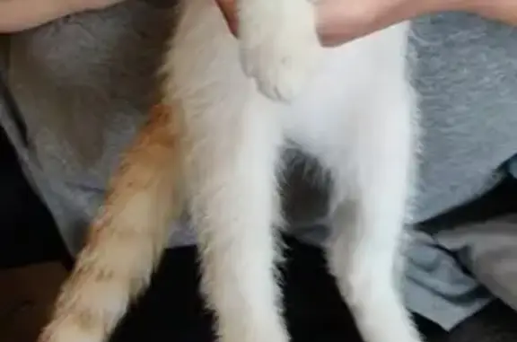 Chaton blanc/roux perdu à Annecy - photo