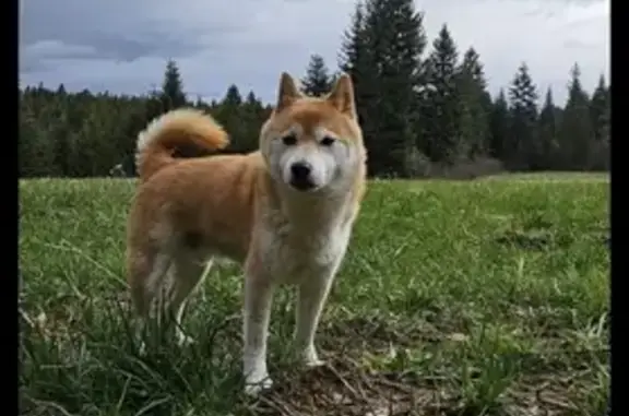 Chien perdu , photo : Shiba Inu âgé perdu à Cize