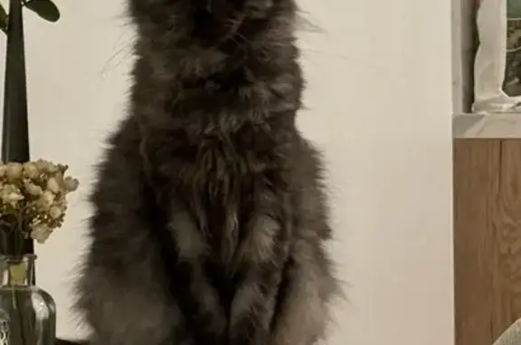 Animaux perdus , photo: Chat Novergien perdu à Bourges