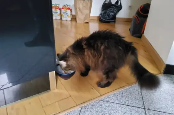 Chat perdu rue Henri IV retrouvé - photo