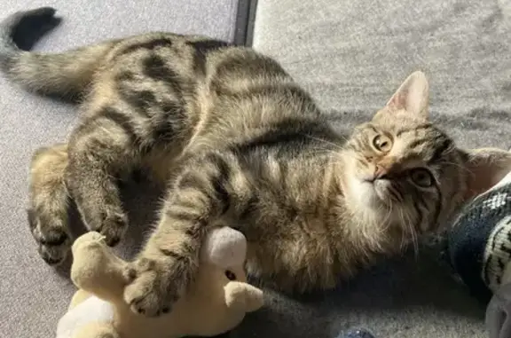 Animaux perdus , photo: Chatte tigrée perdue à Dabo