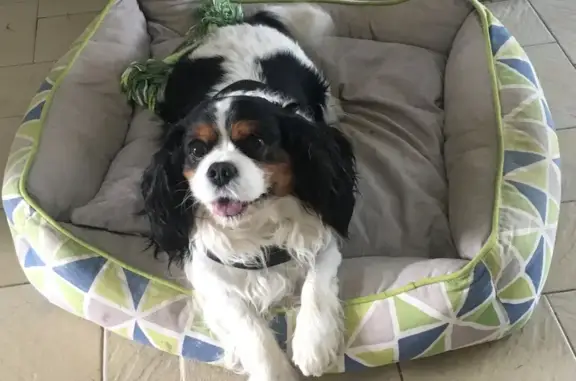 Chien perdu , photo : Chien perdu à Bréal-sous-Montfort