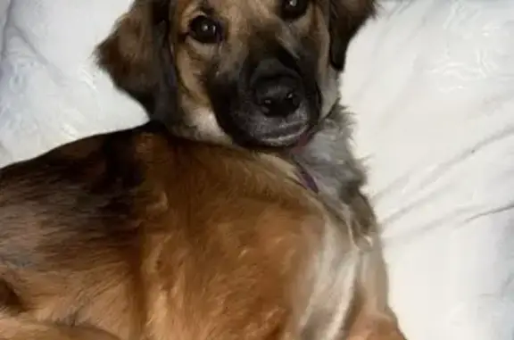 Lost Dog Alert: Reddish-Brown Female near US-18!