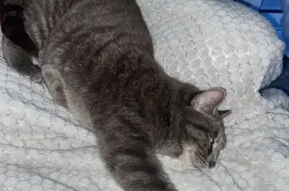Animaux perdus La Chapelle-Saint-Mesmin, photo: Chatte grise perdue - Bébé le chat