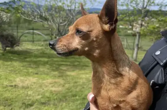Chihuahua croisé trouvé à Savas - photo