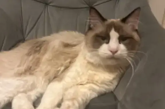Animaux perdus Redon, photo: Chat perdu Rue Abbé Lemoine