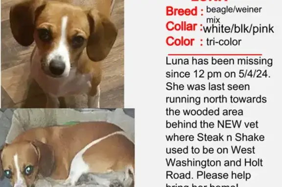 Lost Pup Alert: 3759 W. Washington St, Indy!