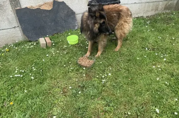 Chien perdu et sécurisé à Fouquières - photo