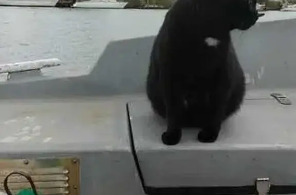 Chat noir aux yeux verts perdu - photo
