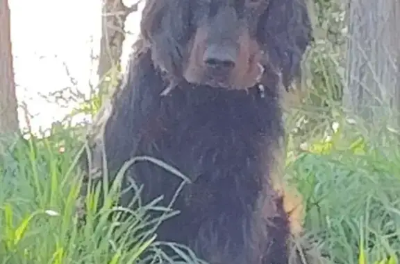 Chien perdu , photo : Chien Setter Gordon perdu