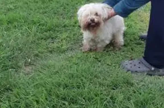 Animaux trouvés Bompas, photo: Bichon blessé trouvé à Bompas
