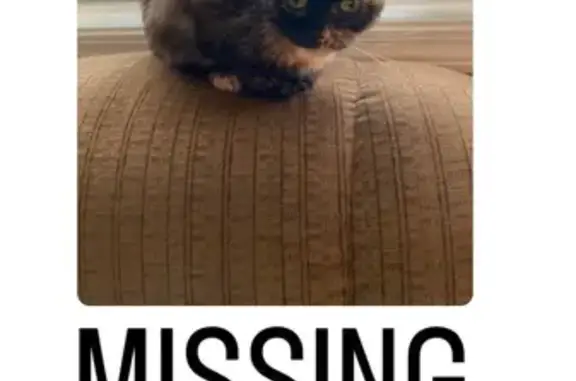Lost Torti Cat - Blue Collar & Chipped - Charlestown