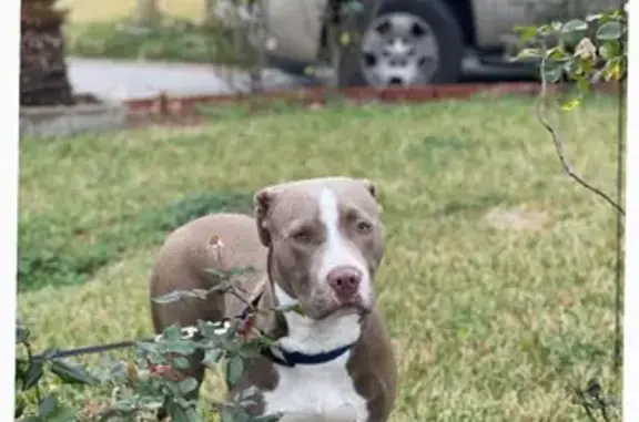 Lost Playful Brown Dog in Houston - Help!