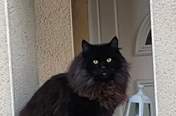 Animaux perdus Foulayronnes, photo: Chat noir perdu, Foulayronnes