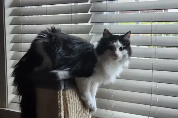 Missing cat , photo: Lost Black & White Cat in South Charleston!