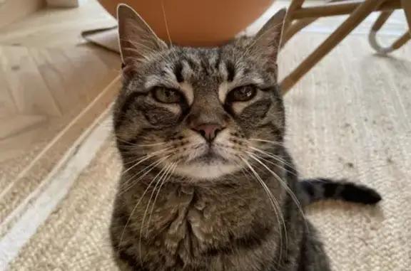 Chat âgé trouvé à Metz - photo