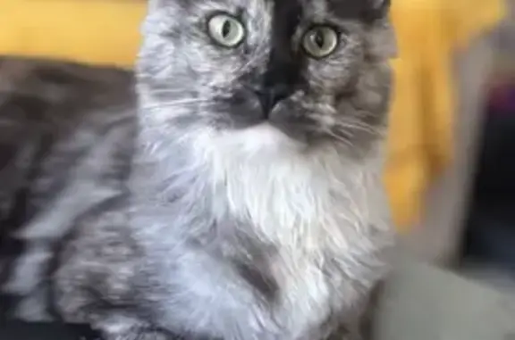 Chat perdu, , photo: Chaton Maine Coon Uma disparu