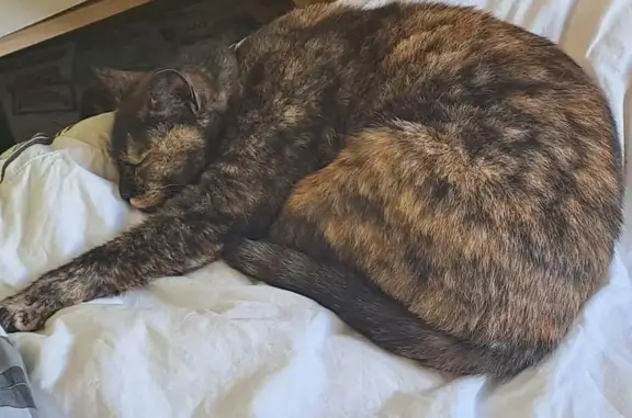 Chat trouvé Plourin-lès-Morlaix, photo: Chatte écaille trouvée à Plourin