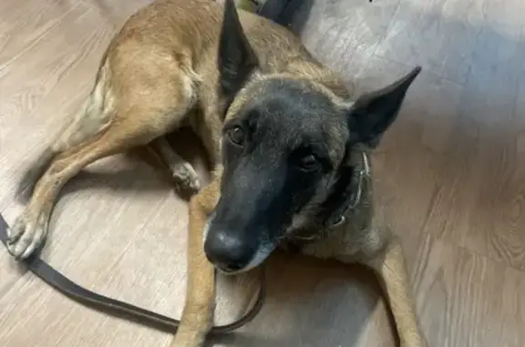 Lost Malinois in Tempe - Help Find Her!