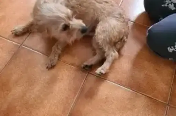 Chien perdu à Drocourt retrouvé - photo