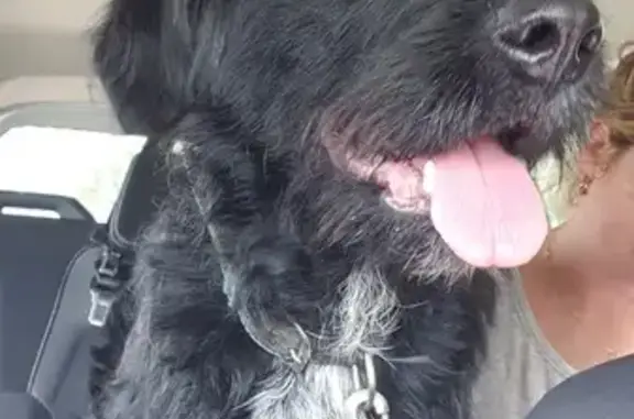 Chienne noire croisée trouvée - photo