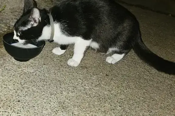 Chat perdu avec collier à Tourcoing - photo