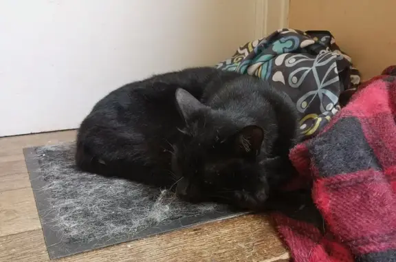 Animaux trouvés Limoges, photo: Chat noir marqué blanc perdu