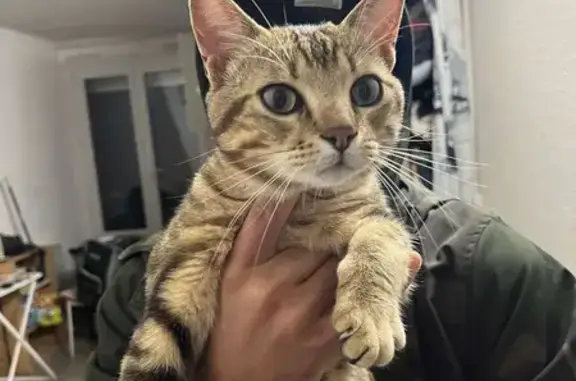 Chat câlin trouvé à Montpellier - photo