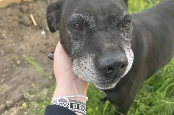 Chienne âgée noire trouvée - photo