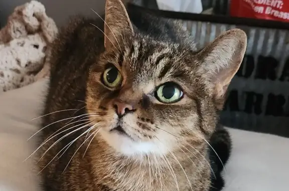 Lost Shy Tabby Cat in Cambridge - Help!