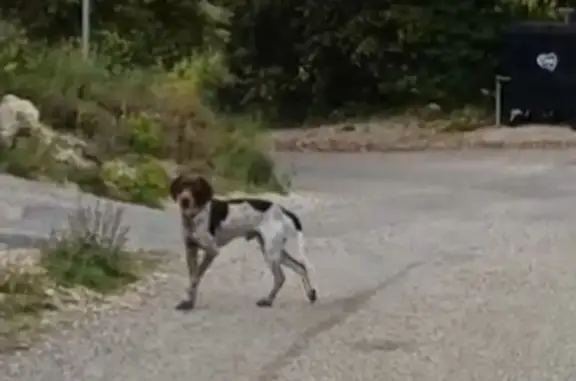 Chien Braque perdu près du Barroux - photo