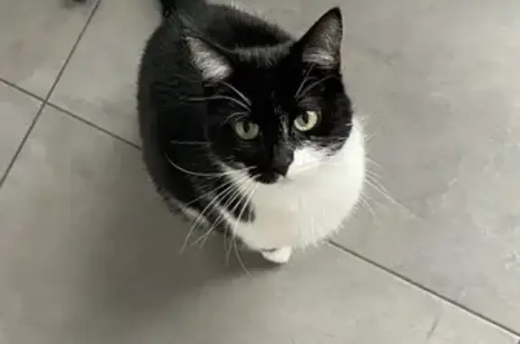 Chat perdu, Bourg-en-Bresse, photo: Chatte noir/blanc perdue, Bourg
