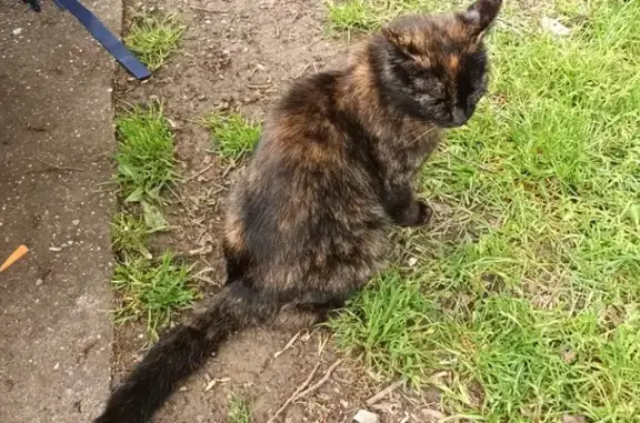 Chatte brune trouvée à Reignier-Esery - photo