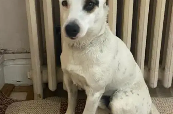 Jack Russell blanc perdu à Nay - photo