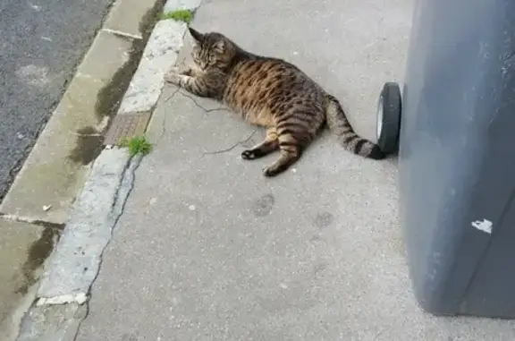 Animaux trouvés Reims, photo: Chat gris perdu trouvé à Reims
