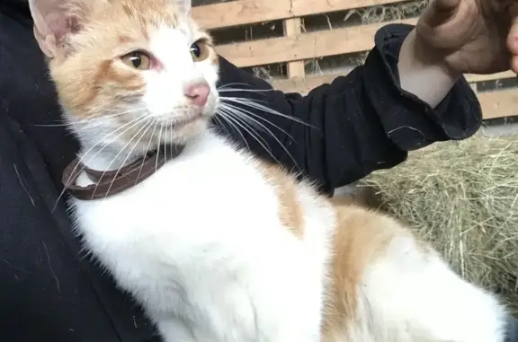 Chat roux et blanc trouvé à Vire - photo