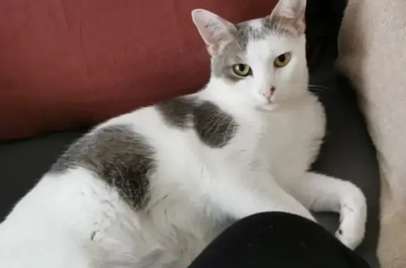 Chat perdu, Le Mans, photo: Chat blanc/gris perdu au Mans