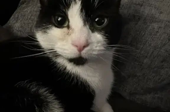 Lost Tuxedo Cat in Clinton Township - Help!