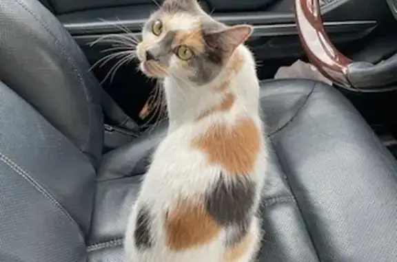 Lost Calico Cat Goose in Waltham - Help!