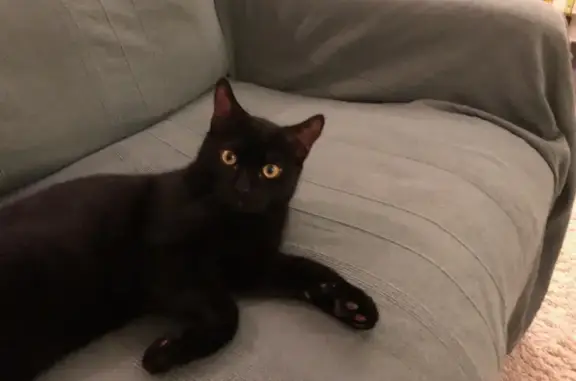Animaux perdus Salbris, photo: Chat noir Filou perdu à Salbris