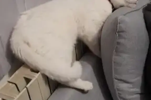 Chat perdu, Le Mans, photo: Chat blanc aux yeux bleus perdu