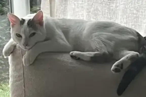 Chatte égarée à Roëzé - photo