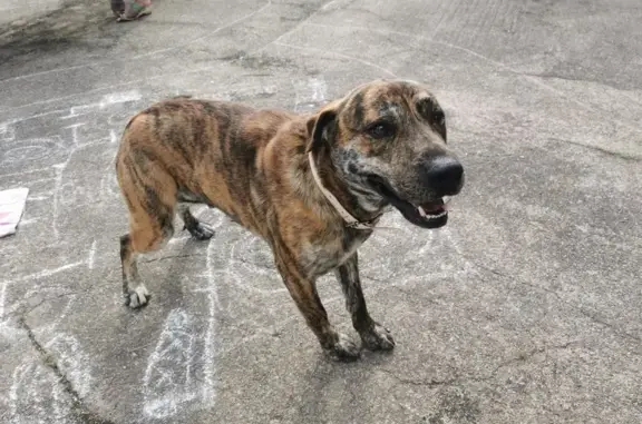Chien trouvé , photo: Chien tigré perdu près de Lincou